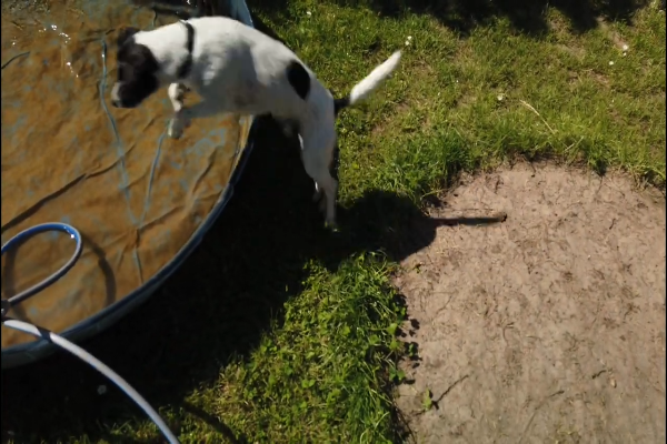 cane e piscina