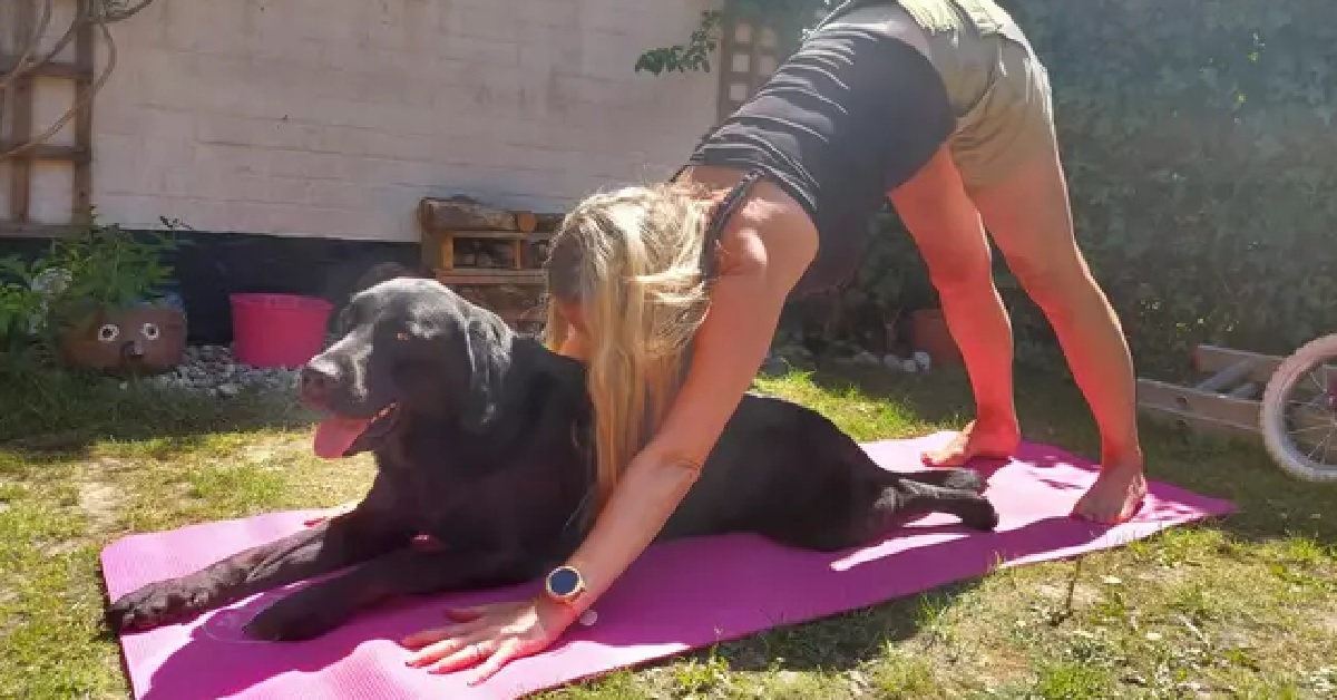Labrador interrompe la lezione di yoga per giocare con il cuscino (VIDEO)