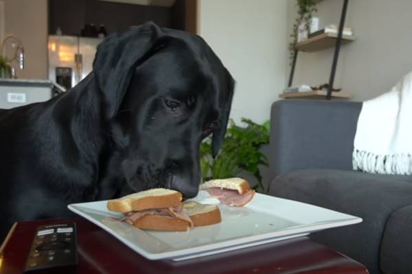 labrador che mangia un sandwich