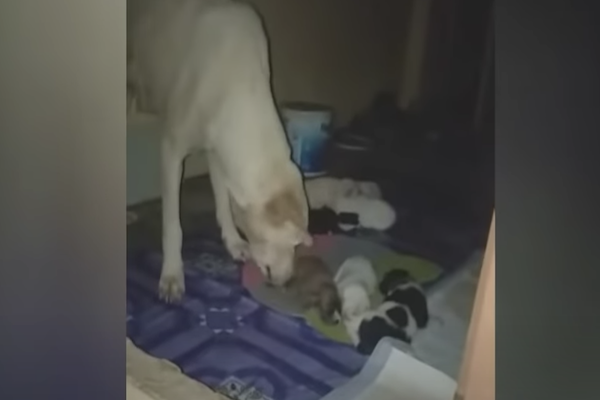 mamma cane che coccola i suoi piccolini