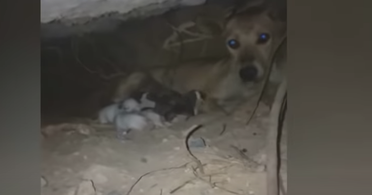 Mamma cane nasconde i cuccioli: il commovente istinto di protezione (video)