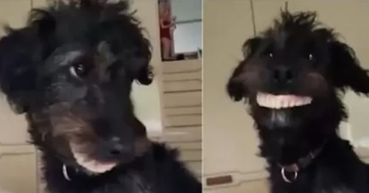 Milo lo Jackapoo ruba la dentiera e fa impazzire la rete (VIDEO)