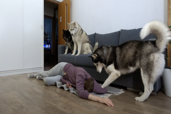 reazione cani con padrona svenuta