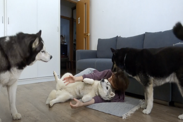 padrona svenuta aiutata dai suoi cani