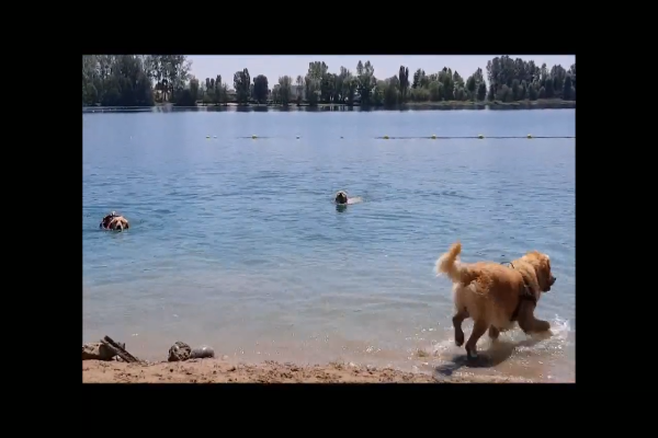 cani che nuotano