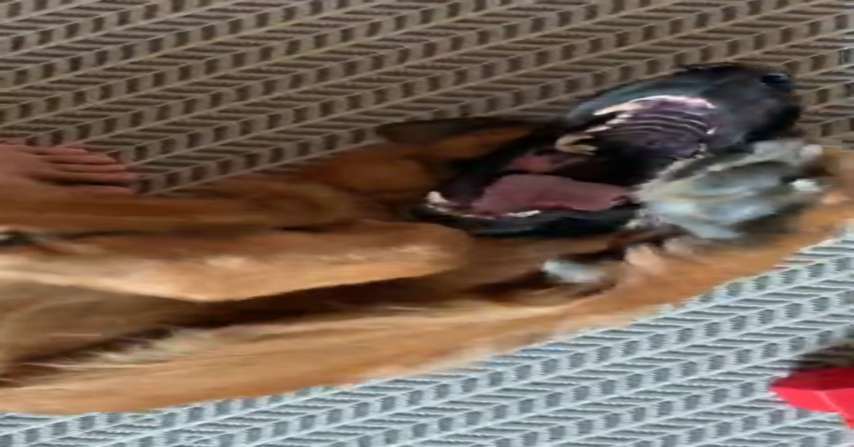Pastore Tedesco, il cane più paziente: queste immagini lo dimostrano – VIDEO