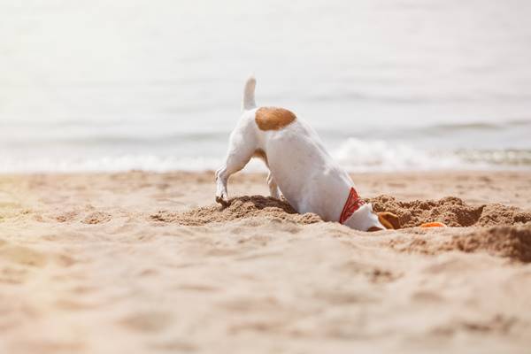 cane che scava una buca nella sabbia