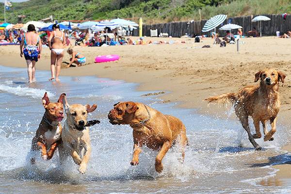 cani che corrono felici sulla spaggia