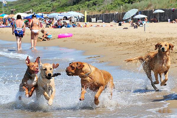 cani che corrono felici sulla spaggia