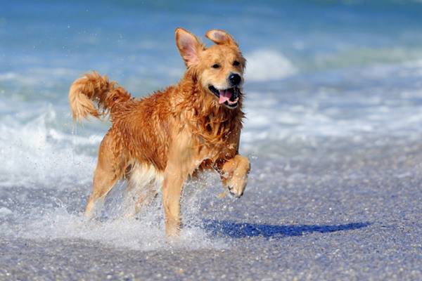 cane che corre felice in spiaggia