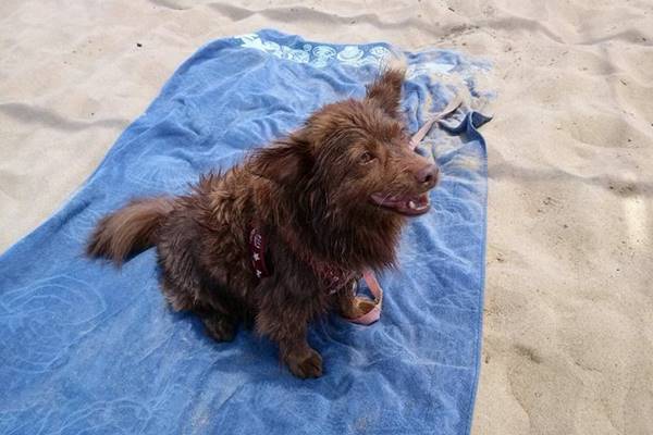 cane seduto su un telo da mare