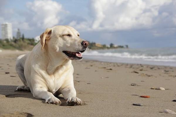 cane che riposa sulla battigia