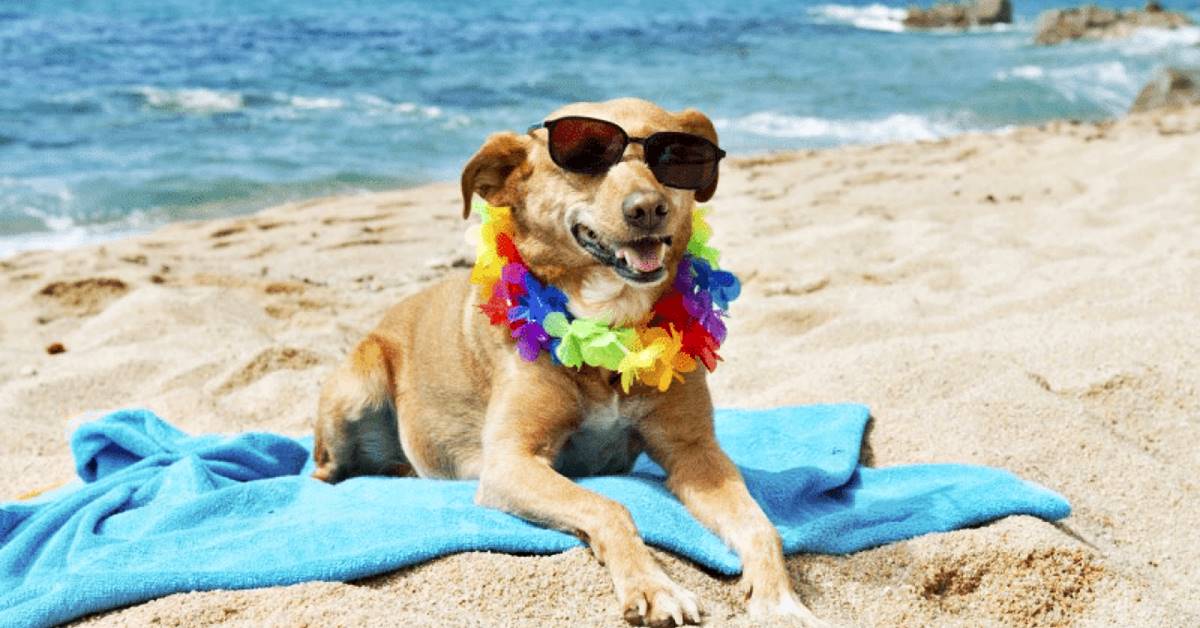 Pulire il cane dopo la spiaggia: le buone pratiche per la cura di Fido