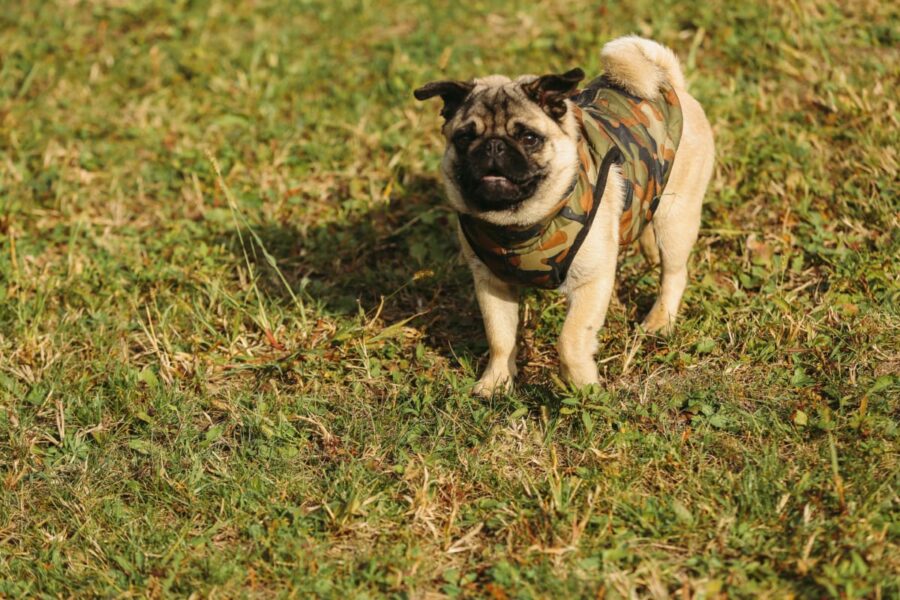 carlino che passeggia