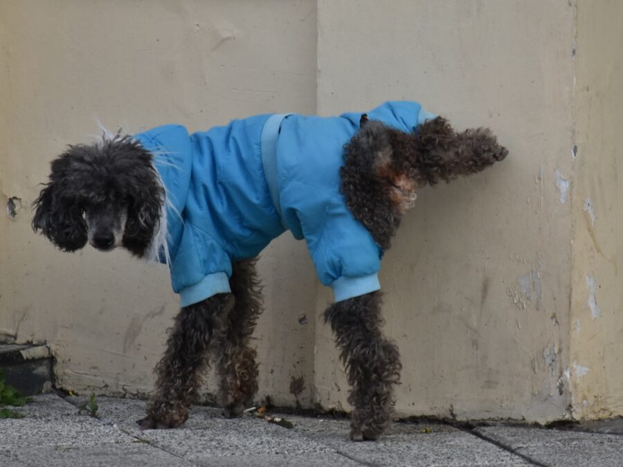 cane che va a passeggio