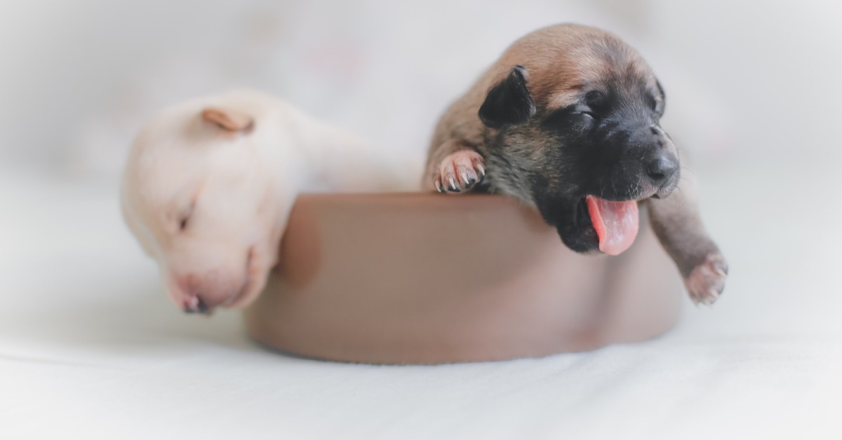 Cane che allatta, qual è la giusta alimentazione? Cibi e consigli