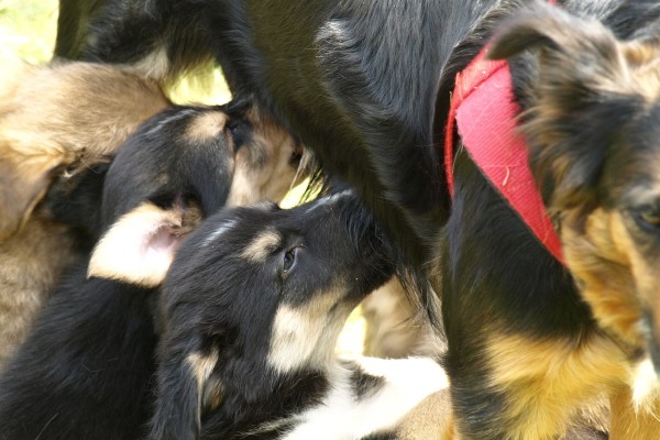 alimentazione cane che allatta