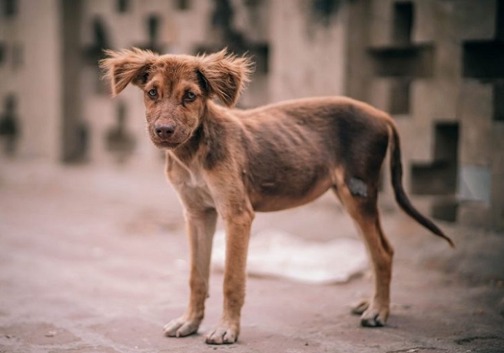 daniel mares uomo aiuta cani