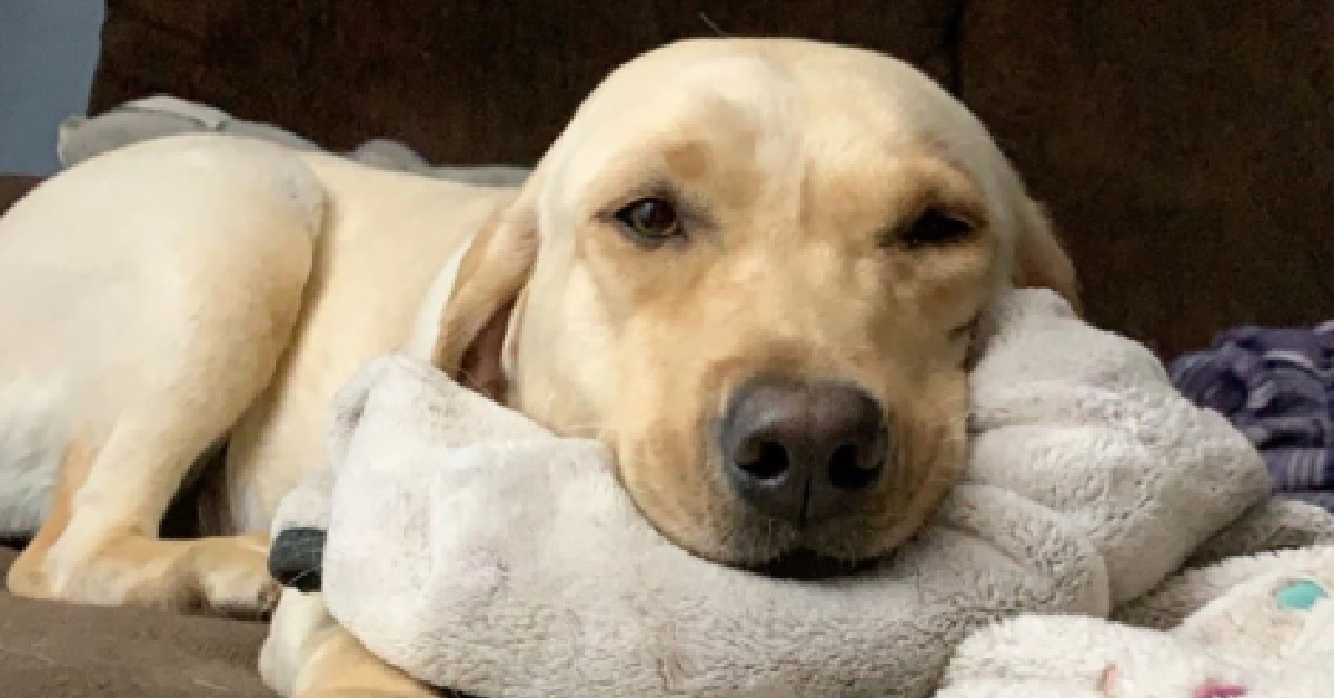 Winnie, la cagnolina sorridente che ama le coperte (VIDEO)