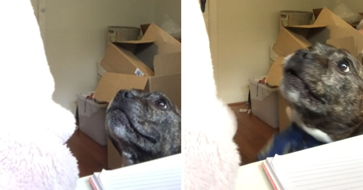 Amstaff chiede le coccole al suo proprietario in un modo davvero strano (video)