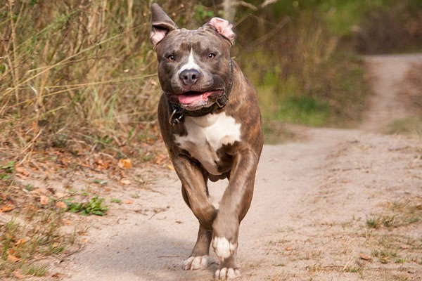 Amstaff che corre