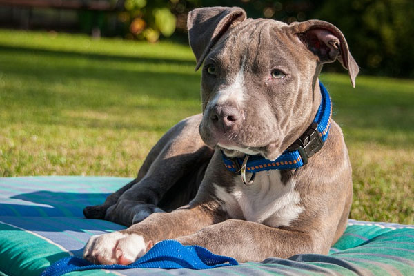 Cucciolo di cane sdraiato in un prato