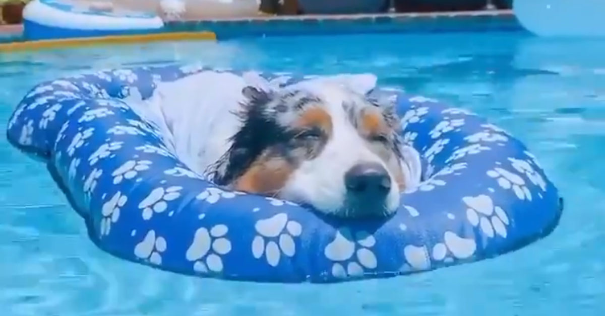 Australian Shepherd sonnecchia su un materassino gonfiabile in piscina (video)