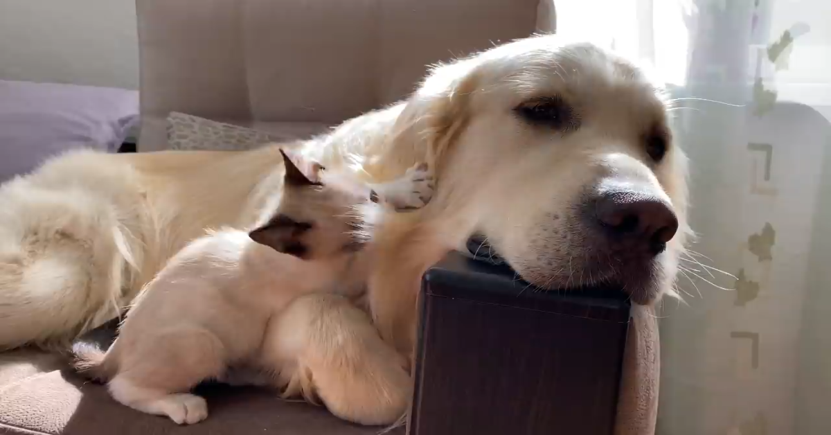 Bailey non vuole giocare con Simon, ma alla fine cede(VIDEO)