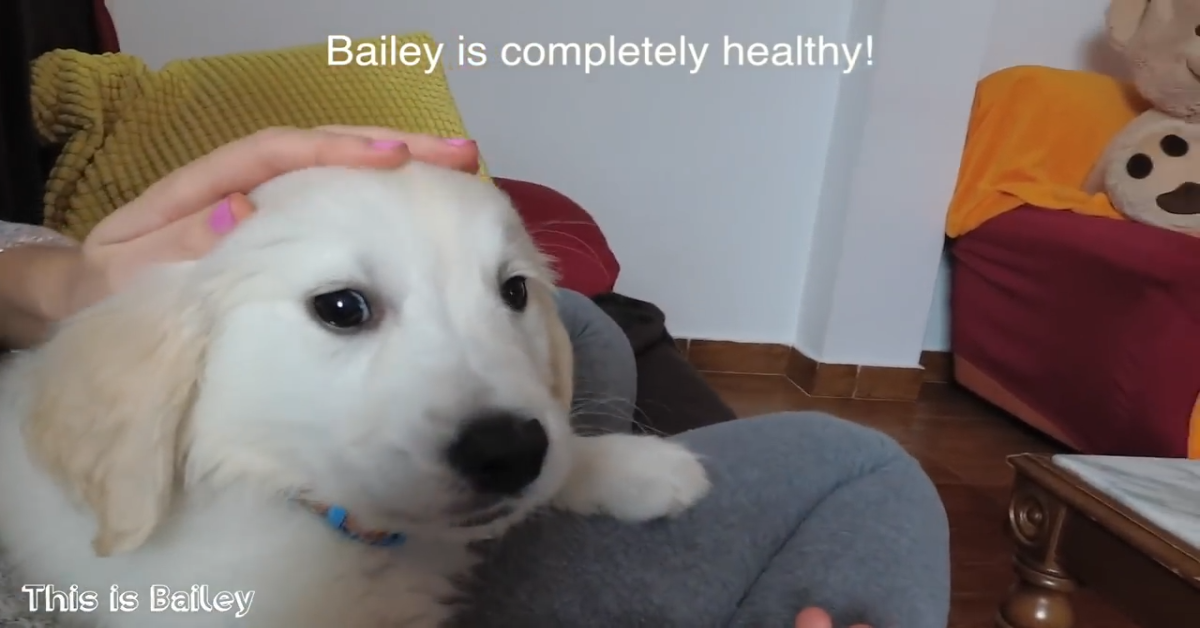 Bailey va dal veterinario e non mostra segni di paura (VIDEO)