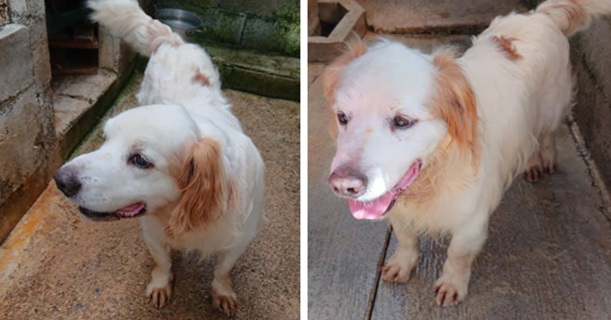 Baloo, il cagnolino che è riuscito a riabbracciare la sua famiglia dopo 11 anni