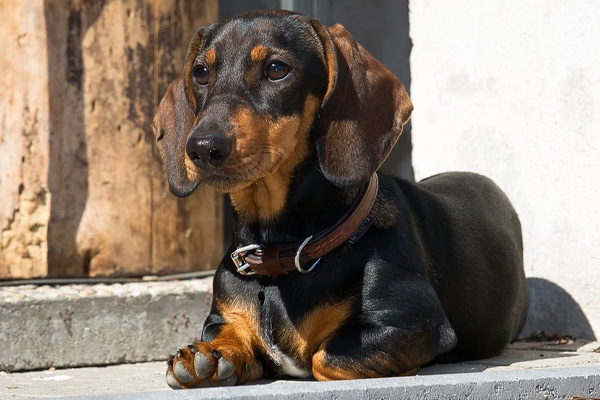 Cane che osserva