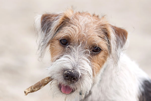 Cane con un bastoncino in bocca