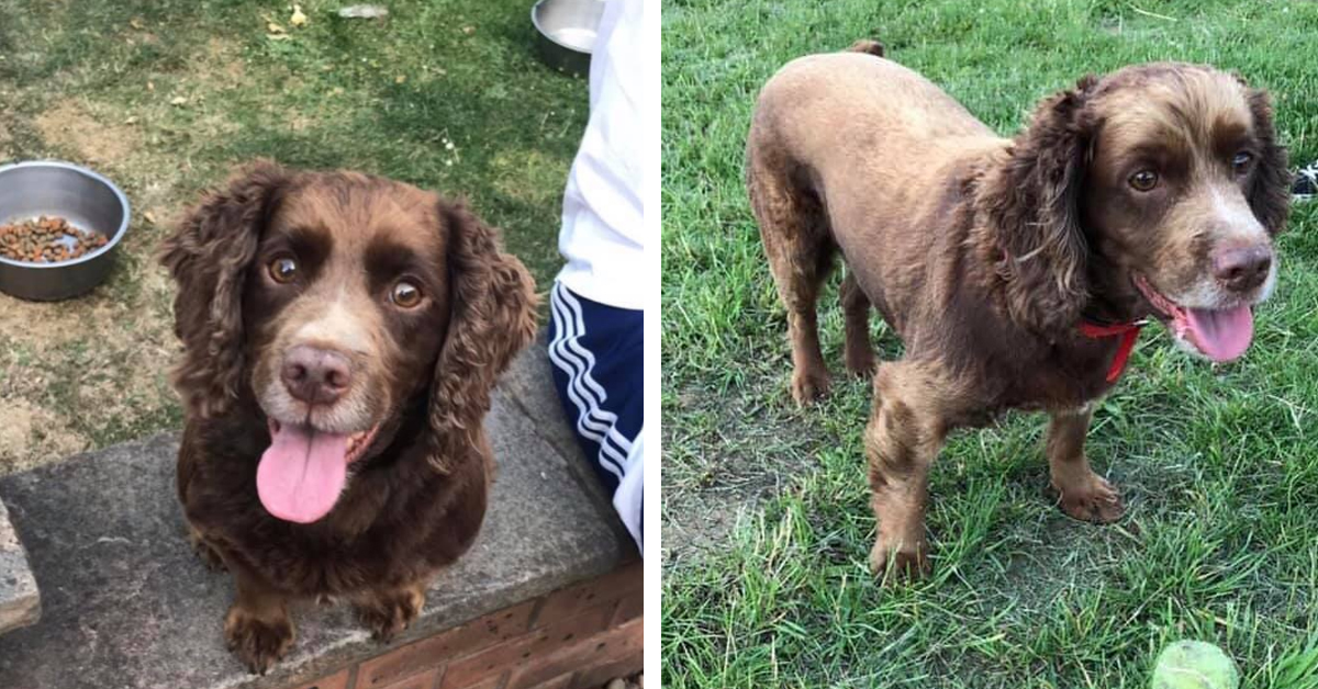Bisto, la cagnolina che dopo il rapimento ha riabbracciato la sua famiglia grazie ad un gesto straordinario