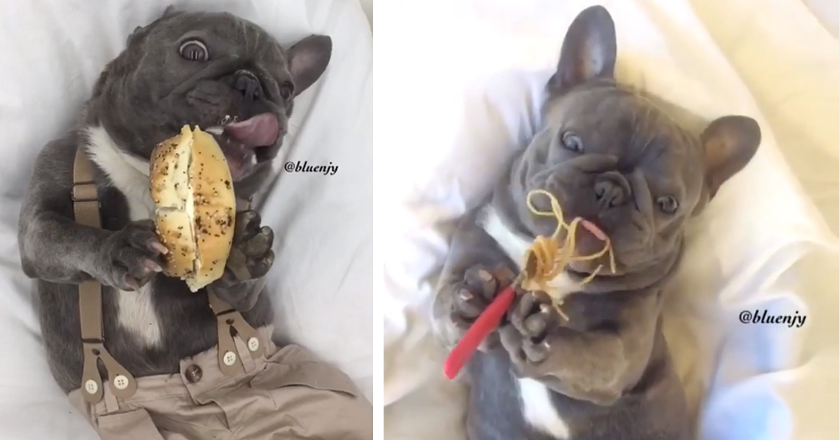 Bluenjy, il Bulldog che fa impazzire il web perché mangia come un essere umano (video)