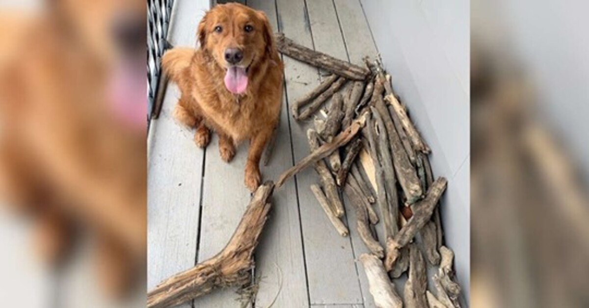 Bruce, il Golden Retriever che mostra orgoglioso la sua collezione di bastoni