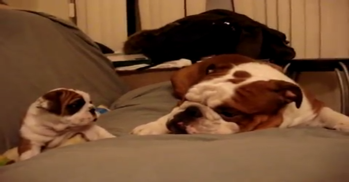 Bulldog inglese incontra sua figlia per la prima volta(VIDEO)