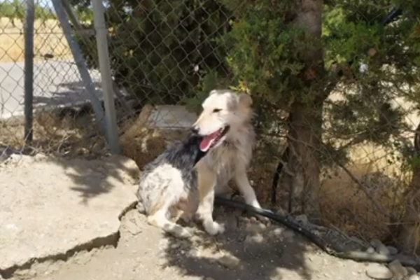 Cane in un rifugio