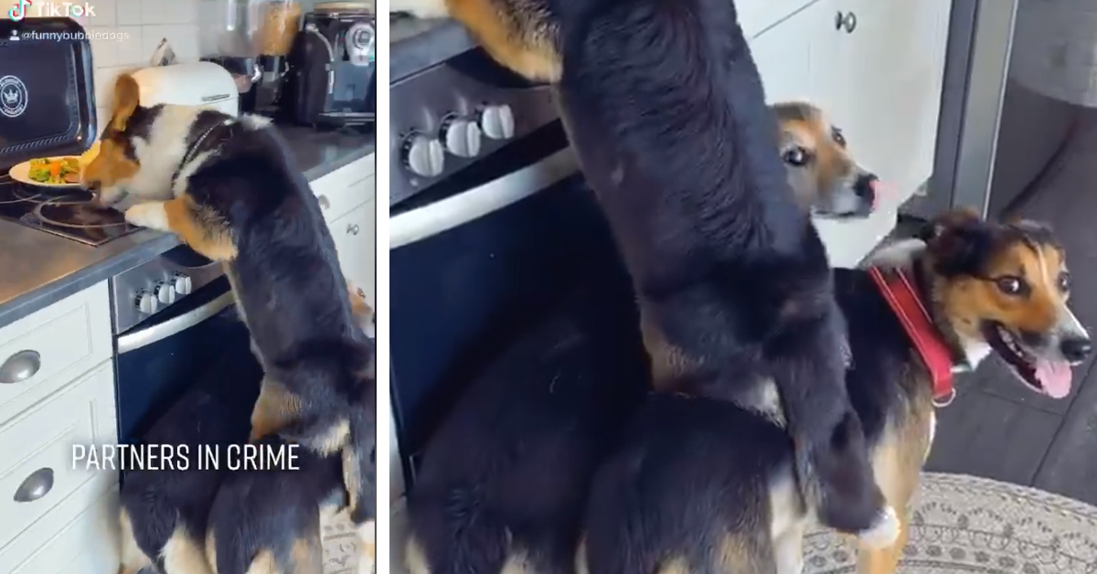 Cagnolino aiuta un Corgi a rubare la cena dalla cucina (video)