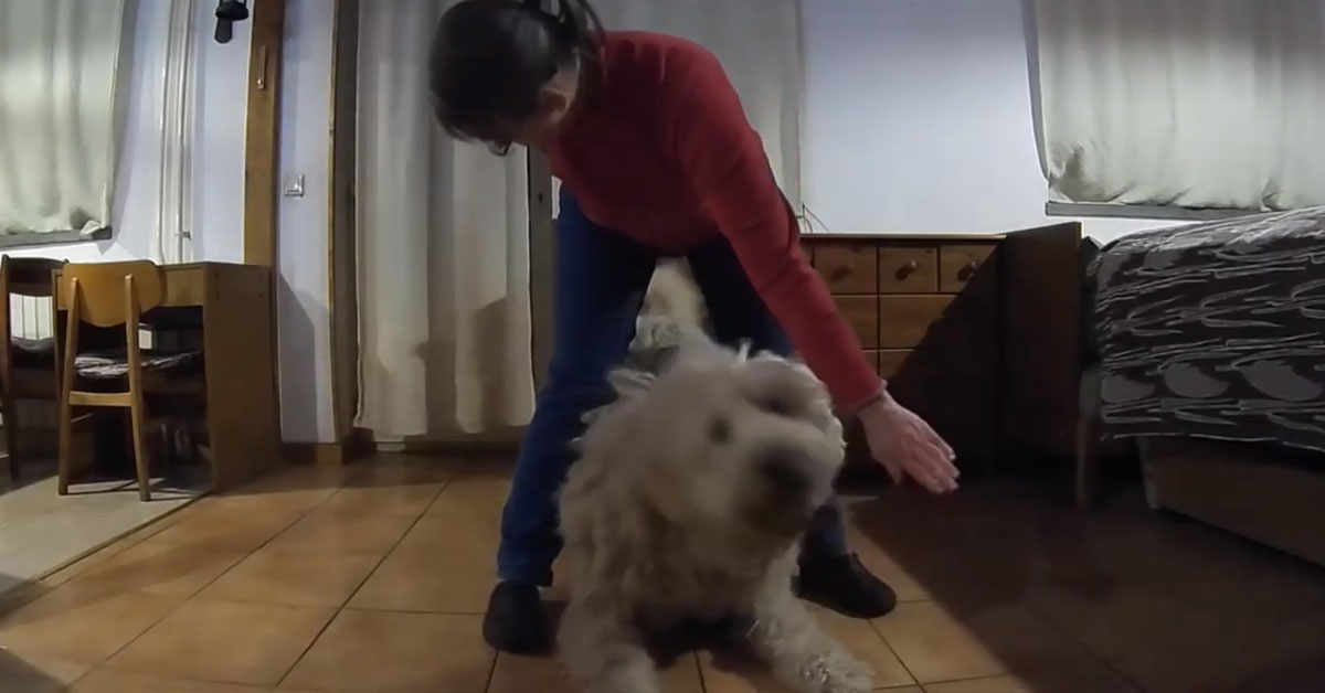 Cane Komondor balla insieme alla proprietaria e diventa virale (video)