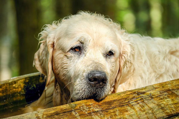 Cane che osserva