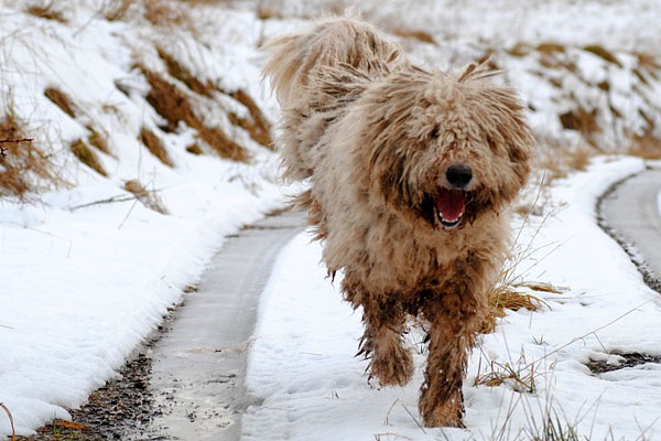 Cane Komondor che corre