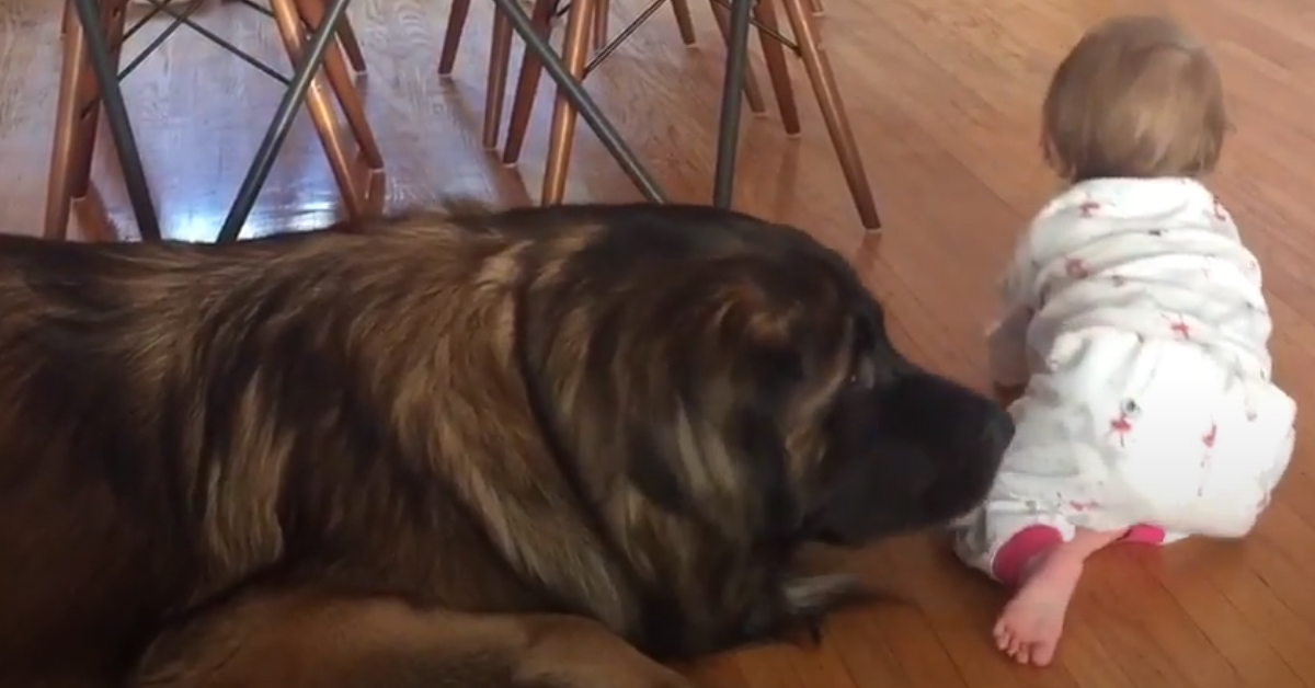Cane Leonberger gioca con una bambina e il video conquista il web