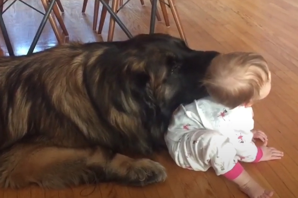 Cane enorme con una bambina