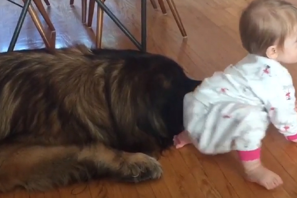 Cane enorme con una bambina