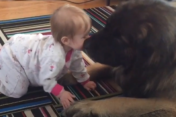 Cane enorme con una bambina