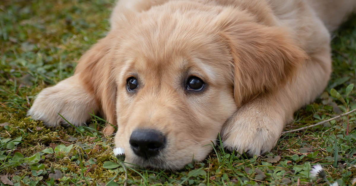 Cane che sospira: perché e che vuole dirci?