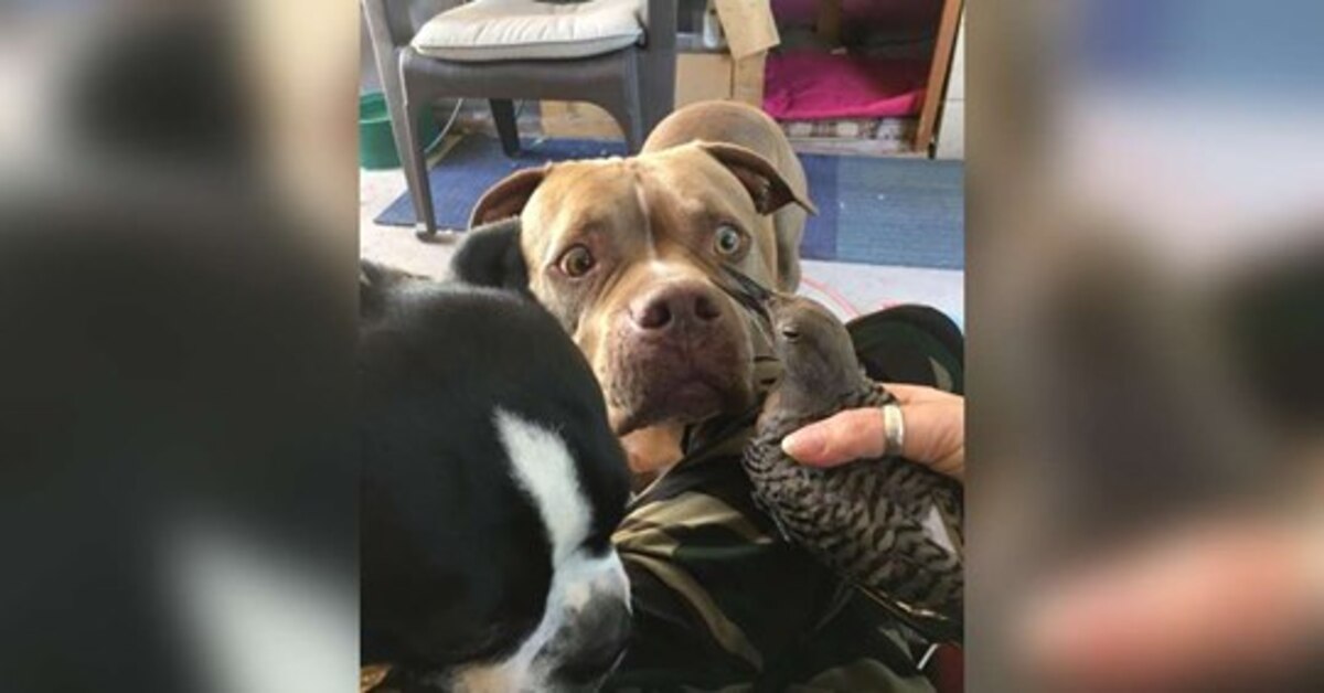 Charlie, il pitbull che ha salvato un uccello ferito