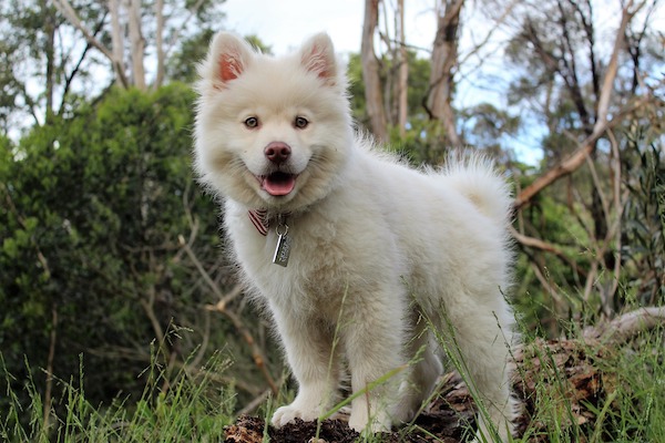 Proteggere i cani dal colpo di calore