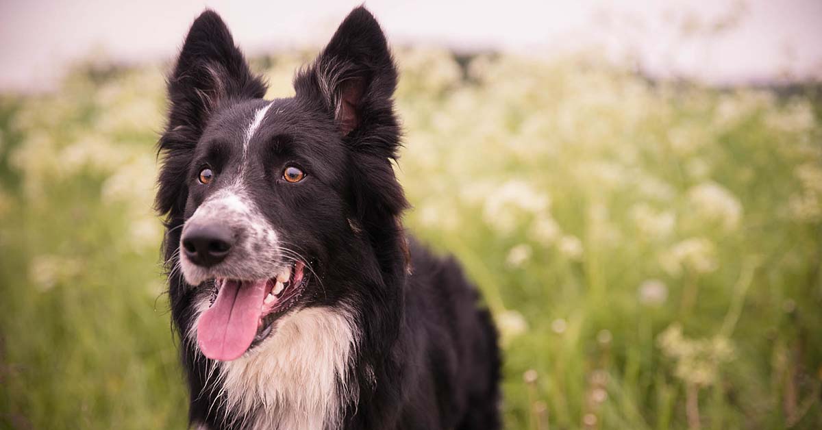 Come capire se il cane è surriscaldato ed evitare il colpo di calore