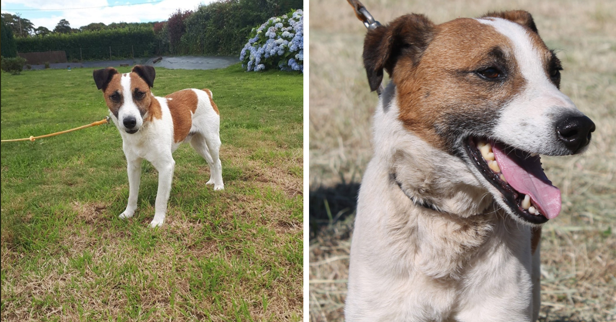 Cookie, il cagnolino riportato in canile dopo 4 giorni per un motivo davvero assurdo